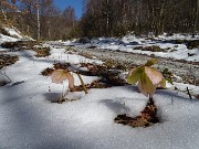 16 Gli ellebori baciati dal sole si stanno scrollando di dosso la neve aprilina